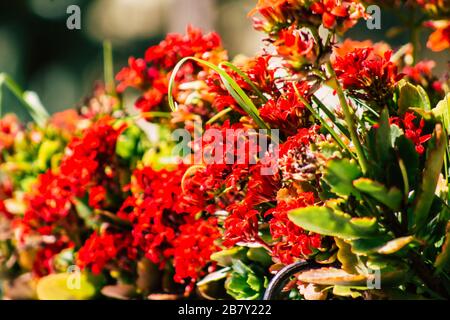 Limassol Cipro 18 marzo 2020 Vista dei fiori che crescono nelle strade di Limassol a Cipro Foto Stock