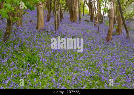 Magnifica esposizione di campanelli in piena fioritura nei boschi su Eype giù vicino a più alto Eype in Dorset Inghilterra, Regno Unito Foto Stock