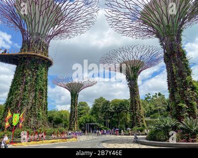 Supertree Grove e Skyway, Gardens by the Bay, Marina Bay, Singapore Island (Pulau Ujong), Singapore Foto Stock