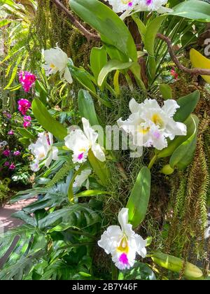 Fiori di orchidee che crescono nella Cloud Forest, Giardini vicino alla Baia, Marina Bay, Singapore Island (Pulau Ujong), Singapore Foto Stock