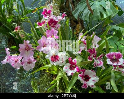 Fiori di orchidee che crescono nella Cloud Forest, Giardini vicino alla Baia, Marina Bay, Singapore Island (Pulau Ujong), Singapore Foto Stock