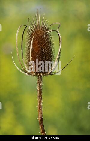Teasel. Morto e asciutto. Huffman Prairie, Dayton, Ohio, Stati Uniti. Foto Stock