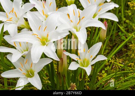 Fiori di giglio bianco fioriscono in primavera Foto Stock