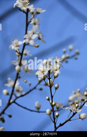Boccioli e fiori di frutta densamente fioriti in primavera Foto Stock