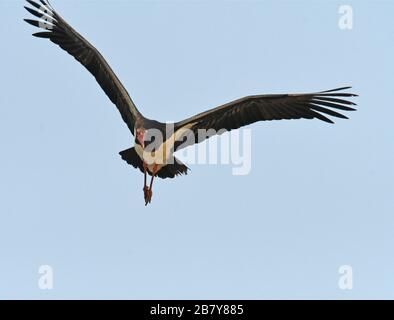 Cicogna nera (Ciconia nigra) in volo Foto Stock