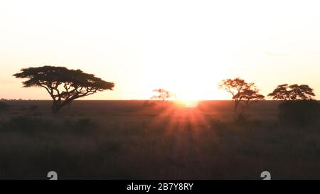 tramonti e alberi di acacia al parco nazionale di serengeti in tanzania Foto Stock