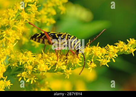 Alimentazione del coleottero cornuto, Ontario, Canada Foto Stock