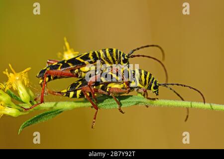 Accoppiamento di coleotteri a corna, Ontario, Canada Foto Stock