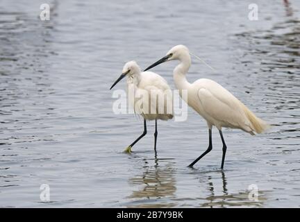 Piccolo egret, coppia in acqua poco profonda Foto Stock