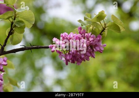 Fiori di acacia rossi. Fiori giovani densi su un vecchio ramo spesso Foto Stock