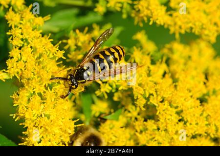 Alimentazione WASP sui fiori Foto Stock