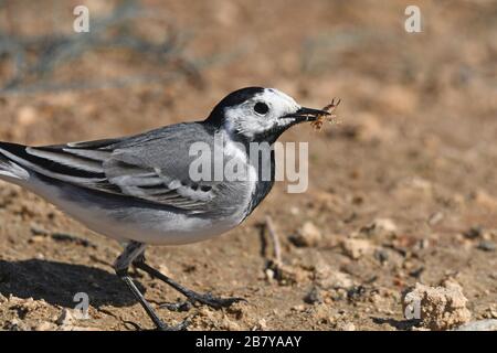Wagtail bianco che alimenta su insetto Foto Stock