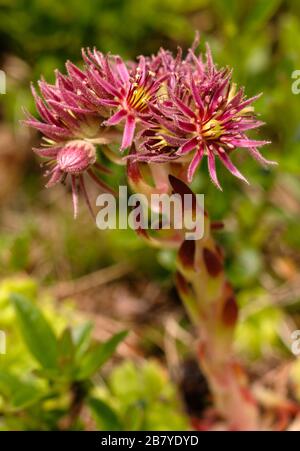 Sempervivum montanum Foto Stock