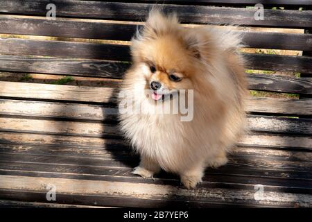 Pomeranian Spitz in color crema, foto sul banco. Cane il mio migliore amico Foto Stock