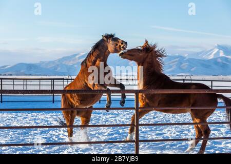 Cavalli marroni in paddock durante l'inverno Foto Stock