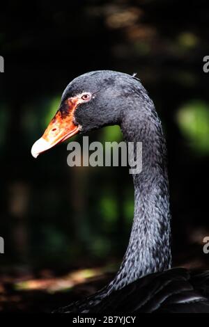 Black Swan australiano da Wildlife Habitat Port Douglas nel Queensland Australia Foto Stock