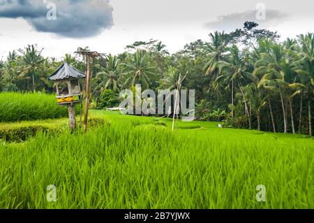 Un riso terrazzati campo sotto un cielo plumbeo orlate da palme nelle colline sopra Ubud, Bali Foto Stock