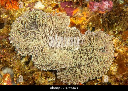 Una rara specie di anemone, Thalassianthus villosa, che si pensa imitare i coralli molli xeniid, Filippine. Questo individuo era 18 pollici attraverso. Foto Stock