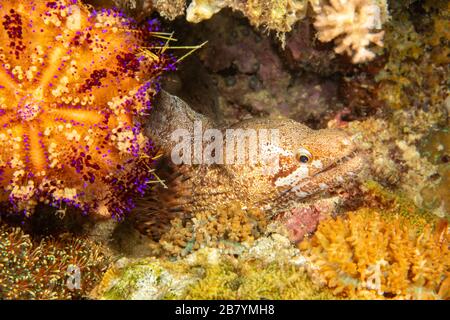 Il moray della pinna barred, gymnothorax zonipectis, può raggiungere 20 pollici di lunghezza, Filippine. Foto Stock