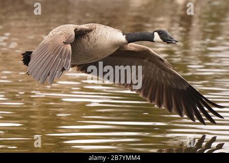 Canada Geese in palude in primavera Foto Stock