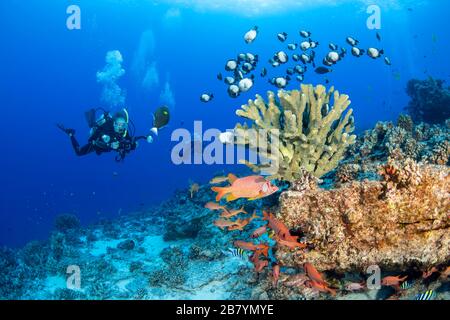 Un subacqueo (MR) si allinea su una barriera corallina con la sua macchina fotografica, Hawaii. Soldierfish, calamari e damselfish sono tutti presenti. Foto Stock