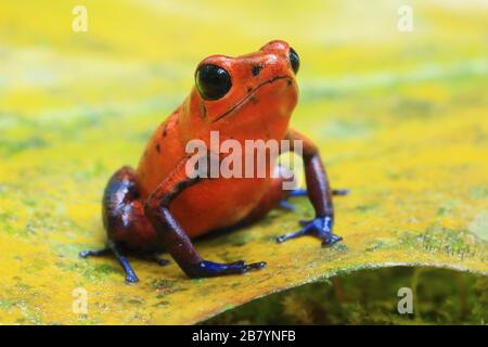 Frog di freccette avvelenate di fragole (Oophaga pumilio) nella foresta pluviale di pianura. La Selva Biological Station, pendio caraibico, Costa Rica. Foto Stock