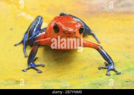 Frog di freccette avvelenate di fragole (Oophaga pumilio) nella foresta pluviale di pianura. La Selva Biological Station, pendio caraibico, Costa Rica. Foto Stock