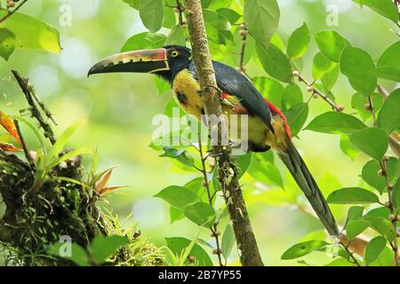 Aracari (Pteroglossus torquatus), la Selva Biological Station, Caribbean Lowlands, Costa Rica Foto Stock