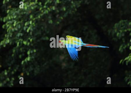 Grande Macaw verde (Ara ambiguus) volare. Puerto Viejo, Limón, Costa Rica. Foto Stock