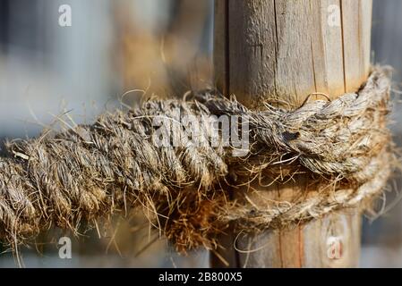 Primo piano di una corda di canapa rustica legata ad un palo di legno per sostenere un albero giovane Foto Stock