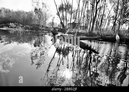 Kashmiri donna barca a pagaia, Nagin Lago, dal Lago, Srinagar, Kashmir, Jammu e Kashmir, India, Asia Foto Stock