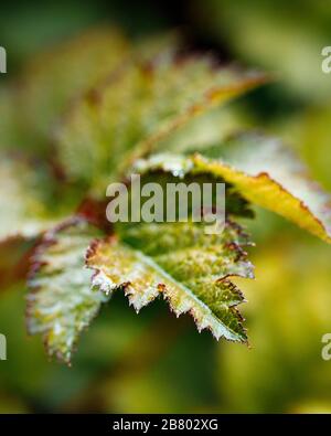 foglia verde spiky Foto Stock