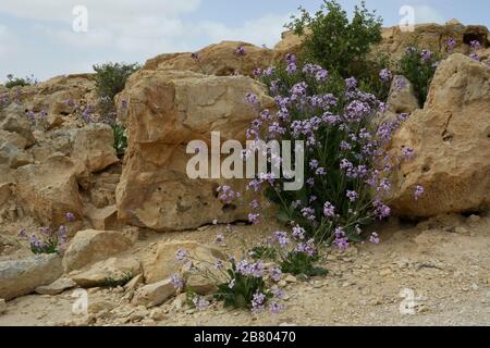 Fiore viola Matthiola aspera Dopo una rara stagione di piogge nel deserto del Negev, Israele, un'abbondanza di fiori selvatici germogliano e fioriscono. Fotografato Foto Stock