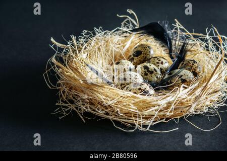 Piccole uova di quaglia macchiate nel nido di fieno con piume nere su sfondo nero. Modalità scuro, nero minimalista. Concetto di Pasqua. Foto Stock