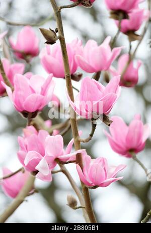 Primo piano dei fiori rosa profondi della Regina Caroline di Magnolia Campbellini all'inizio della primavera. Foto Stock