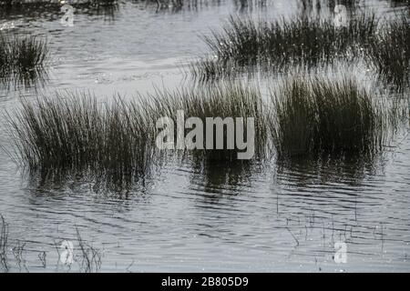 letto di canna e poster di sfondo paludoso Foto Stock