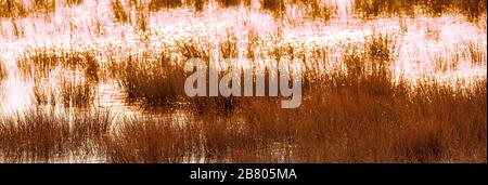 Letto a canna e palude panorama poster di sfondo Foto Stock