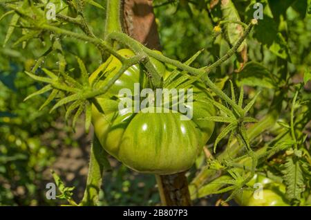 Concetto di agricoltura. Pomodori verdi crescente sul ramo Foto Stock