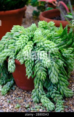 Coda di asino (Sedum morganianum) pianta succulenta che cresce sotto il vetro nel tardo inverno nel Regno Unito Foto Stock