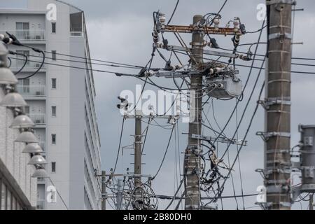 Un corvo e un nido sul palo di utilità in Giappone Foto Stock