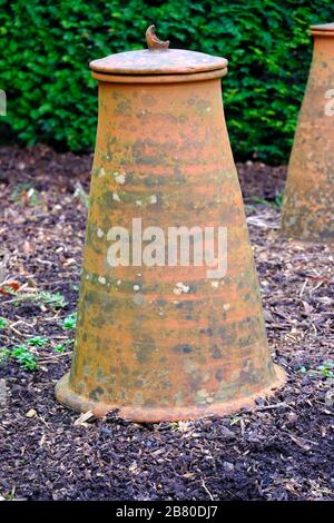 Grande pinza in terracotta con lidded Sea Kale in giardino d'inverno nel Regno Unito Foto Stock