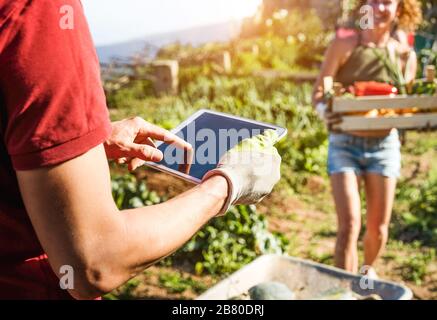 Team cordiale che raccoglie verdure biologiche da giardino serra della comunità e pianifica la stagione del raccolto su tablet digitale - Focus on man right hand - Foto Stock