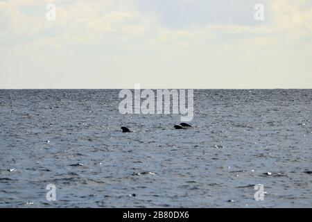 balenottere pilota che nuotano nell'oceano atlantico di fronte a la gomera, isole canarie, spagna Foto Stock