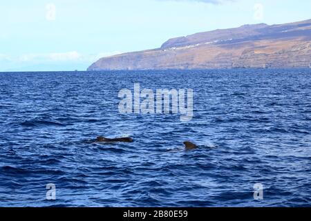 balenottere pilota che nuotano nell'oceano atlantico di fronte a la gomera, isole canarie, spagna Foto Stock