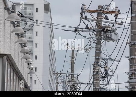 Un corvo e un nido sul palo di utilità in Giappone Foto Stock