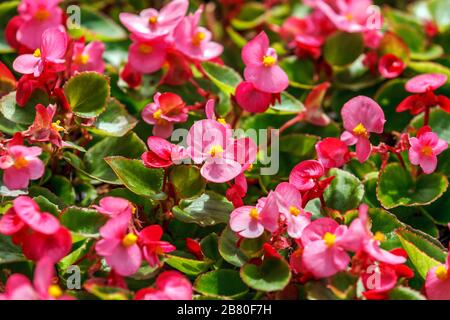 Begonia di cera rosa (begonia fiborosa) in giardino più vicino Foto Stock