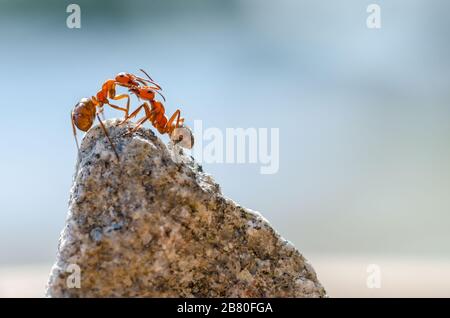 Primo piano di formiche su una pietra con sfondo sfocato Foto Stock