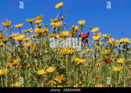 Prato con corona gialla fiorente Daisy Chrysanthemum coronarium e papaveri rossi contro il cielo blu Foto Stock