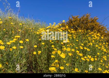 Prato con fiore giallo Crown Daisy Chrysanthemum coronarium fiori contro il cielo blu Foto Stock