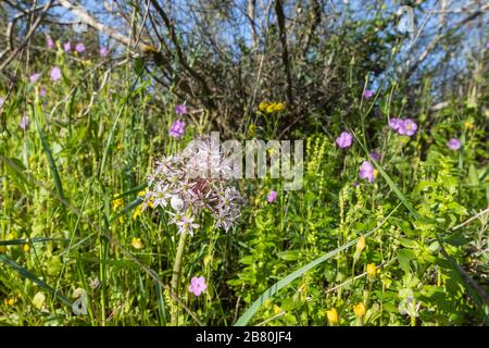 Testa di fiore di Allium con gocce di rugiada sui petali e una lumaca in un prato fiorito Foto Stock